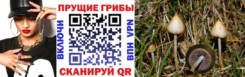 Псилоцибиновые грибы Psilocybe Королёв